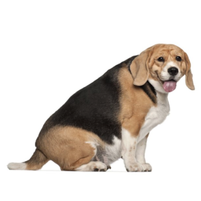 Slanke- og lightfoder